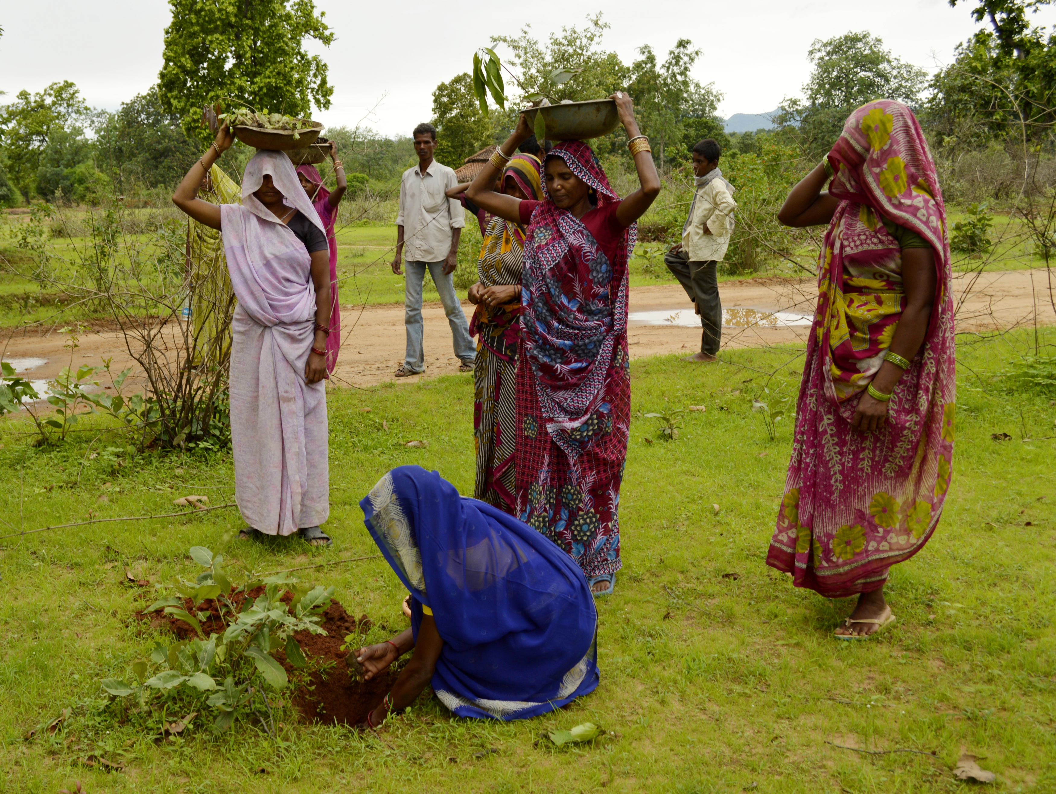 field planting, central India