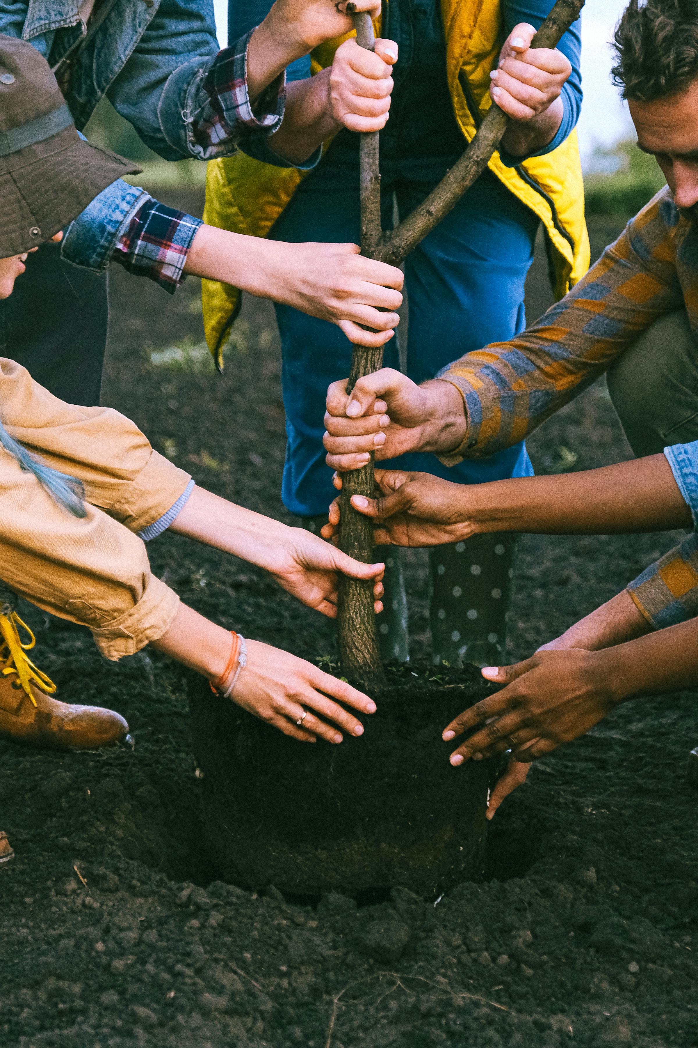 hands preparing ground
