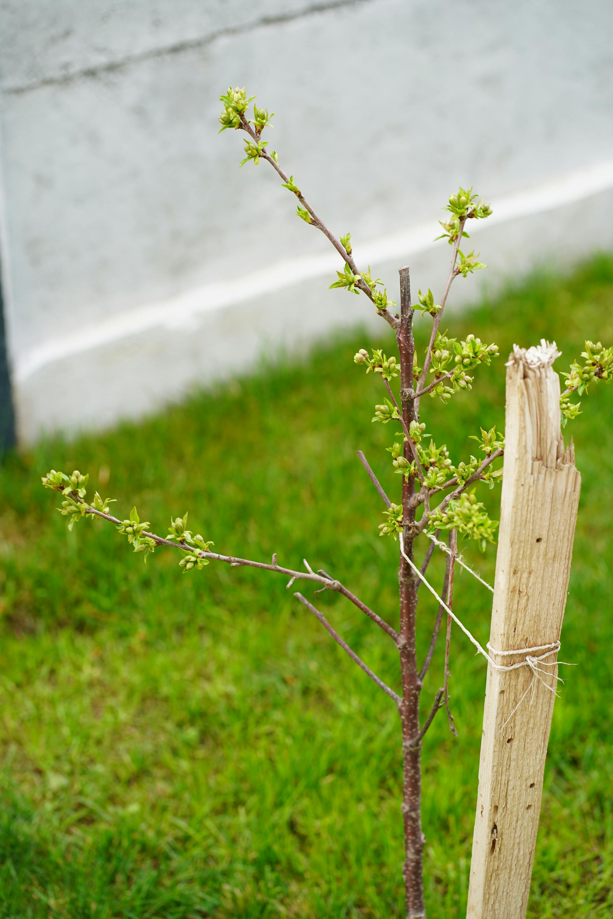 a sapling waits